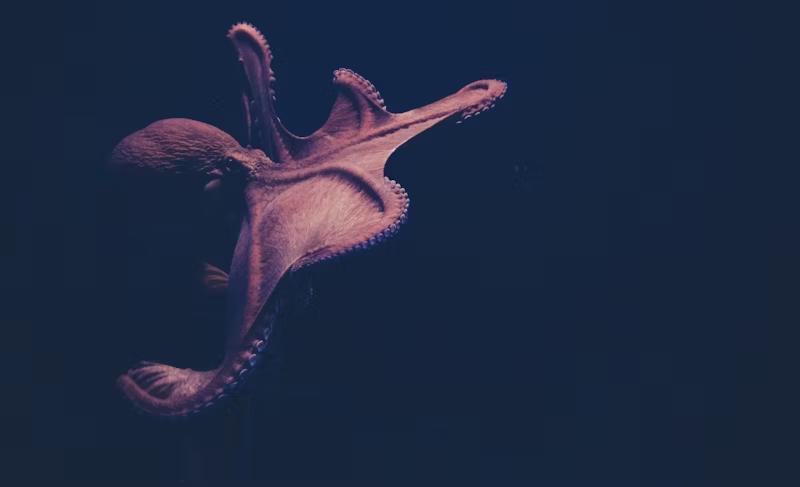 Octopus swimming
