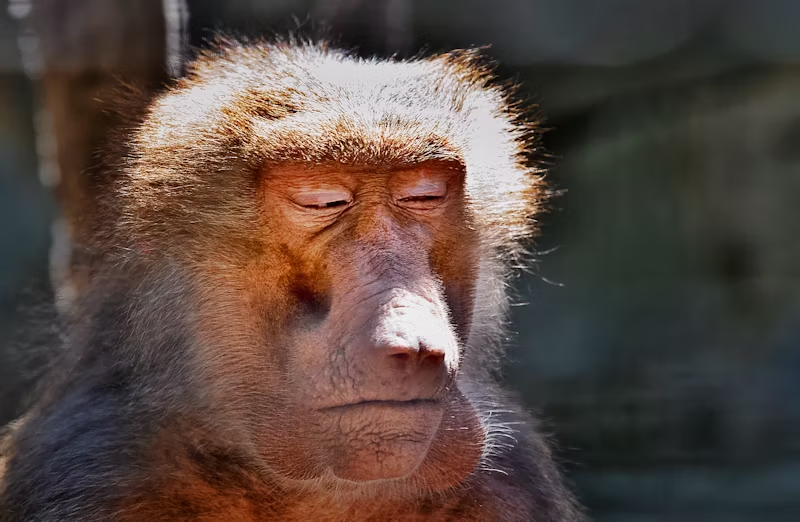 a skeptical looking monkey