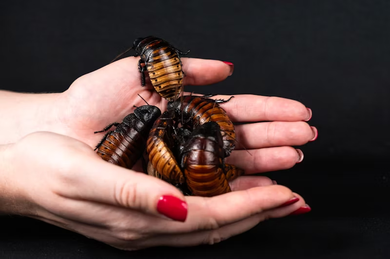 a handful of cockroaches