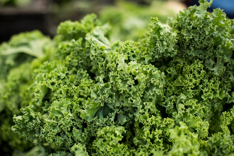 close up of kale