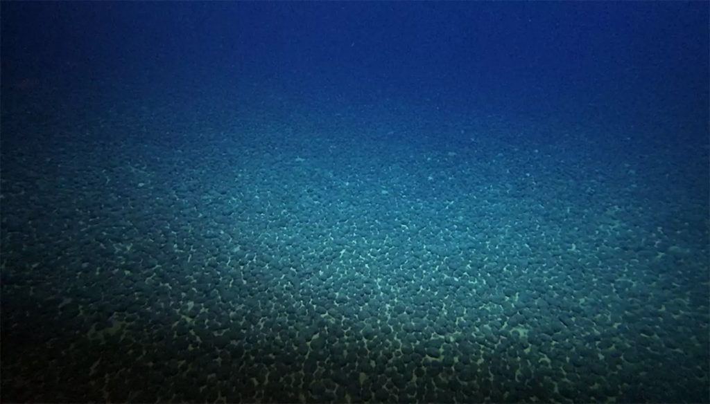 These manganese nodules have been found all across the sea floor