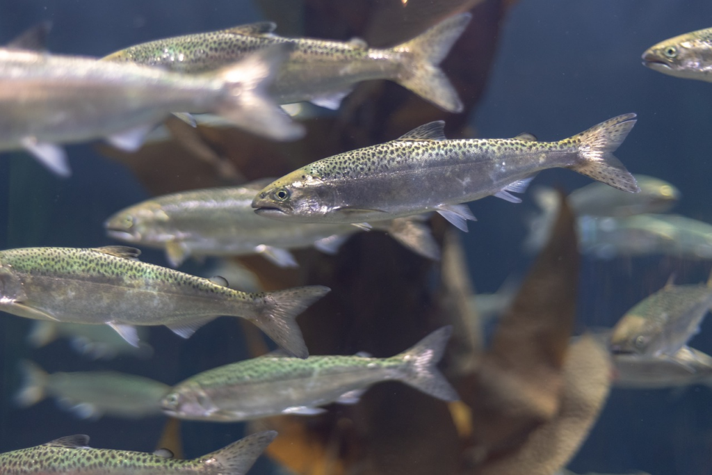 young salmon swimming together