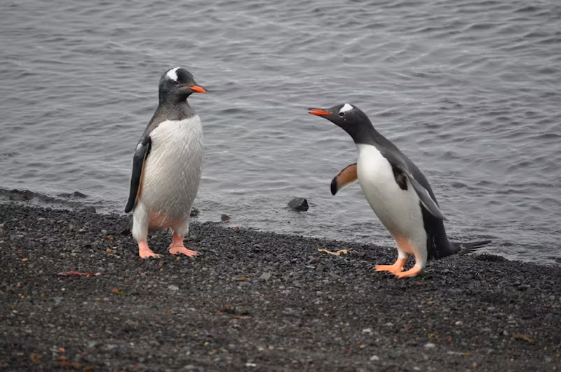two penguins having a connversation
