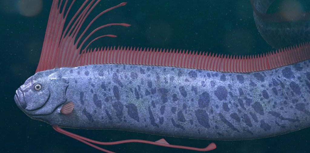 oarfish