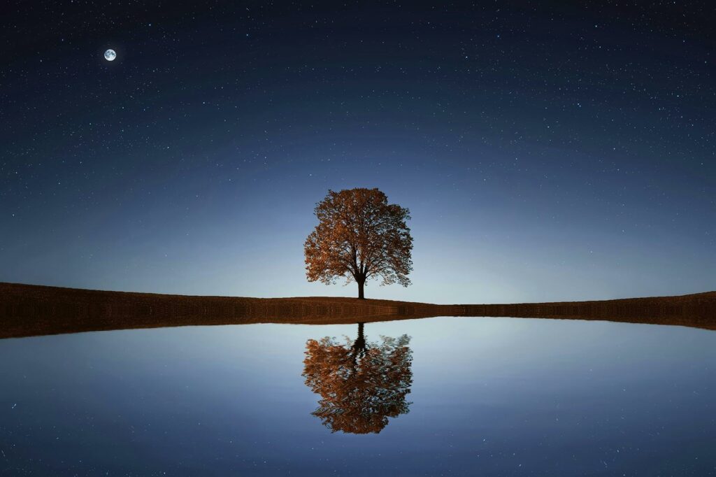 Image from Google Earth of a tree 