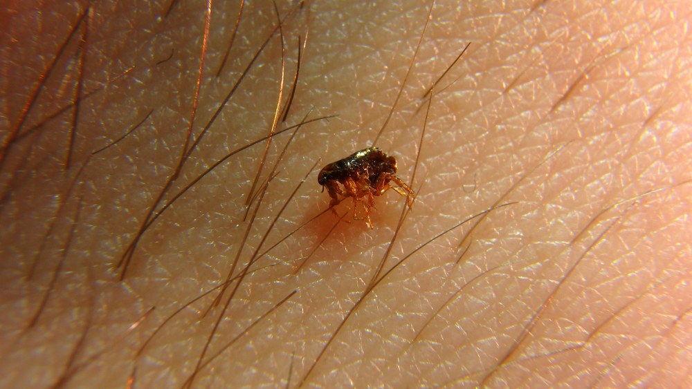 Small dog flea trying to bite on human skin in european forest. Probably it was searching some animal like a wild boar, deer, rat or bird to parasite. vet Ctenocephalides canis cause Bubonic pest