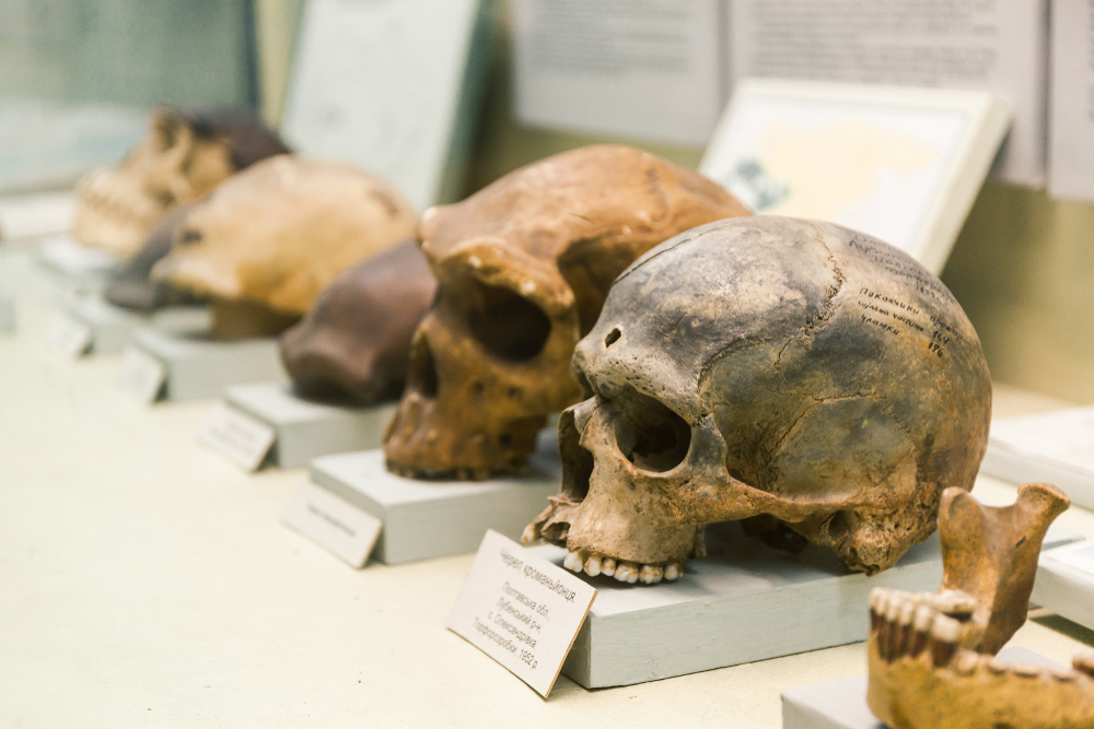 KYIV, UKRAINE - JUNE 16, 2018: National Museum of Natural Sciences of Ukraine. Human skull evolution, nature theory. Archeology skeleton, previous homo bones, dead man. Anatomy ancestor.