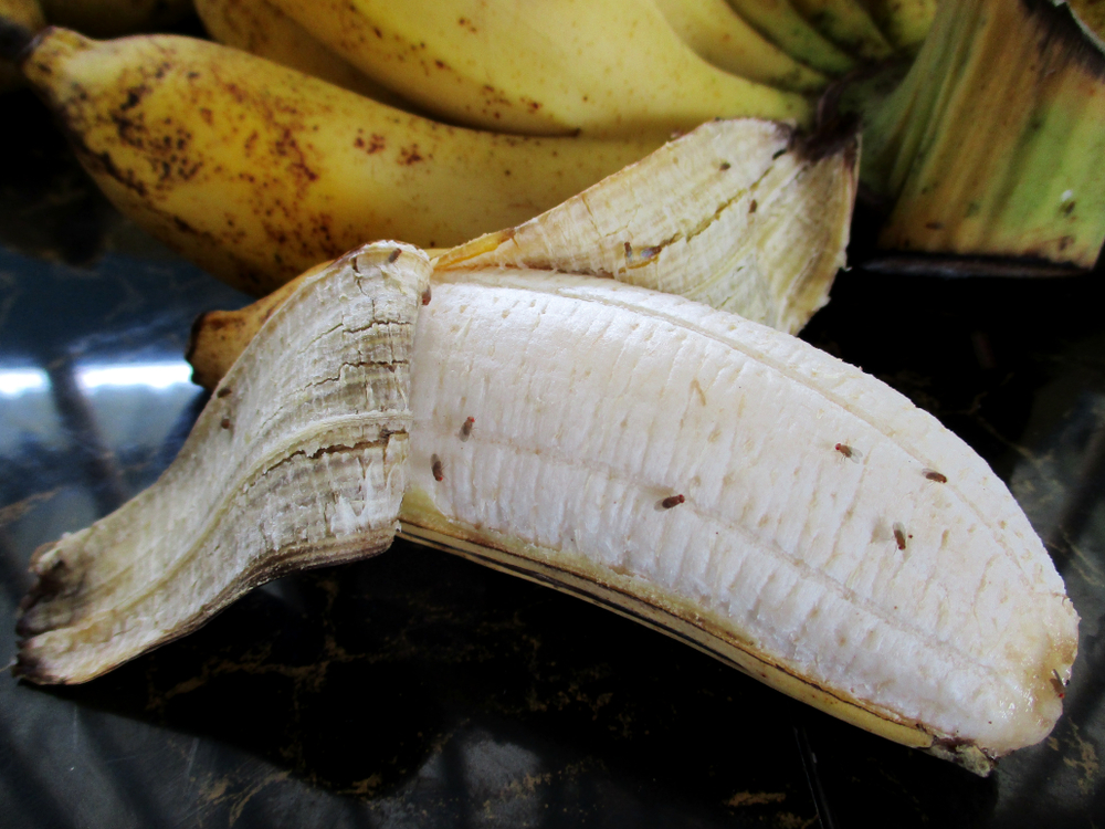 Drosophila on ripe banana in the kitchen are it contagion come to man