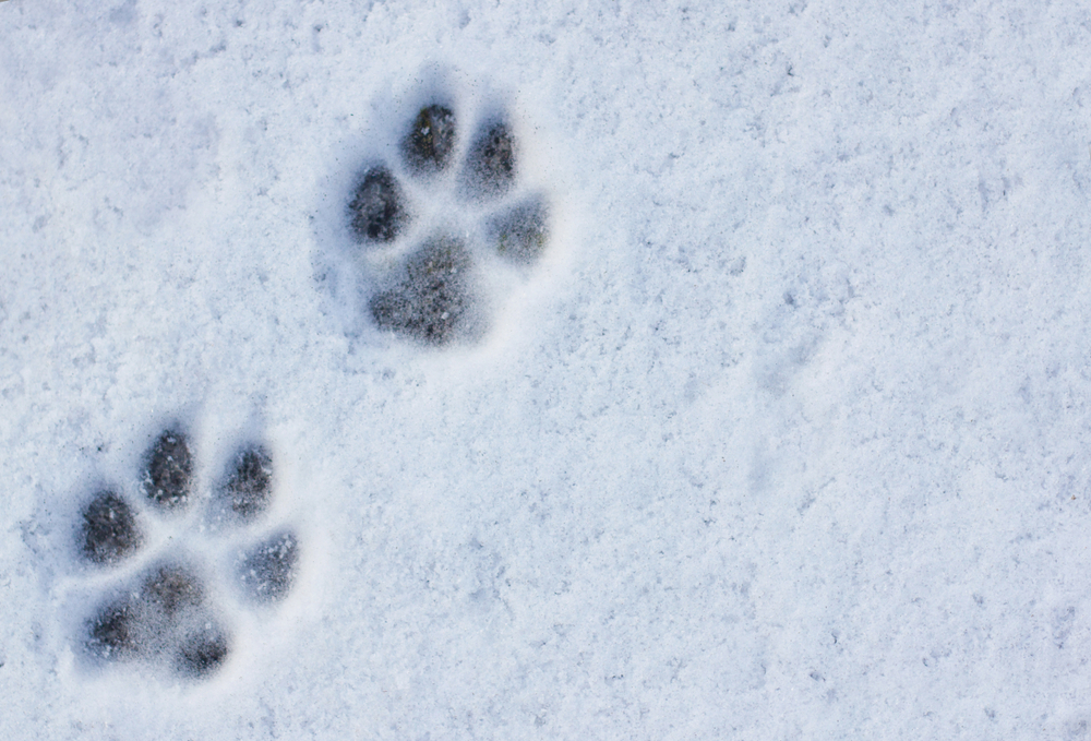Interesting abstract white background with footprints of a cat or dog paws on the snow. Care for pets in the winter, in cold weather.