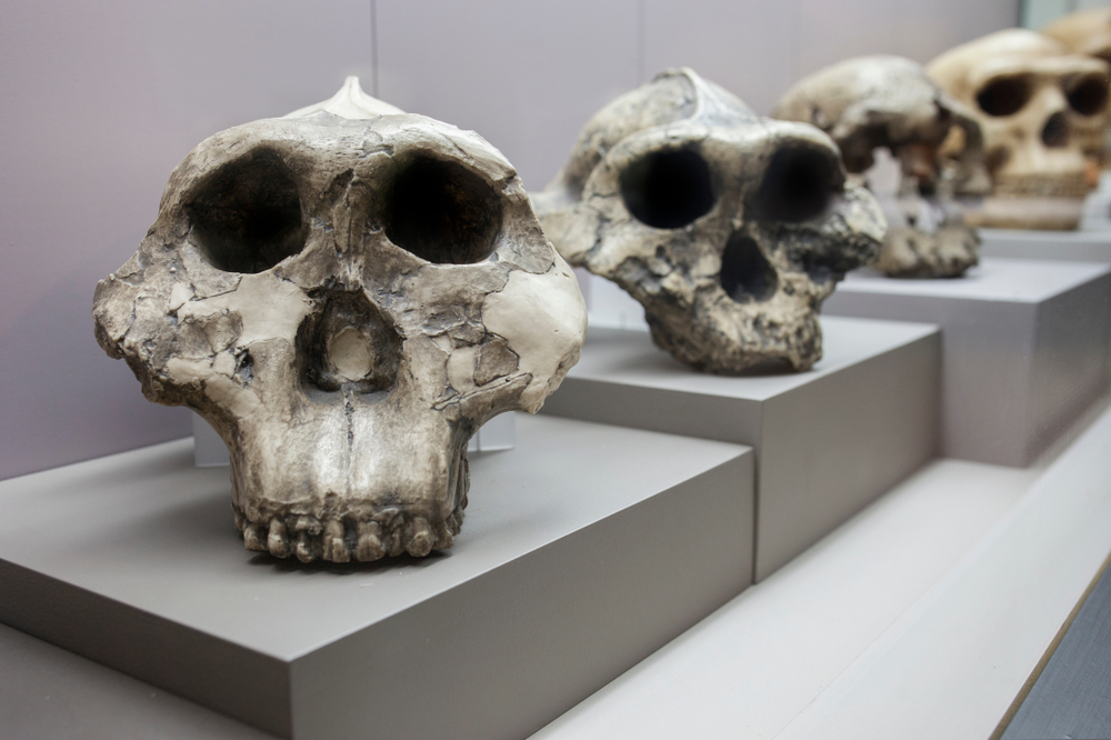 Barcelona, Spain - Dec 27th 2019: Human evolution from australopithecus to neanderthalensis. Catalan Museum of Archaeology, Barcelona, Spain
