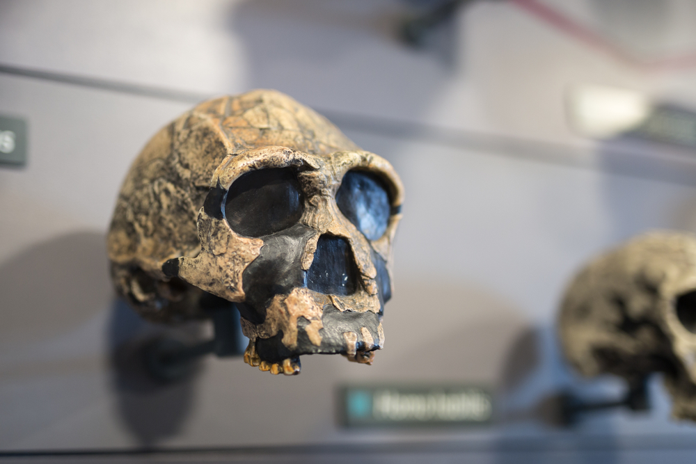 Reconstruction of a Human Skull of Prehistoric Ages.