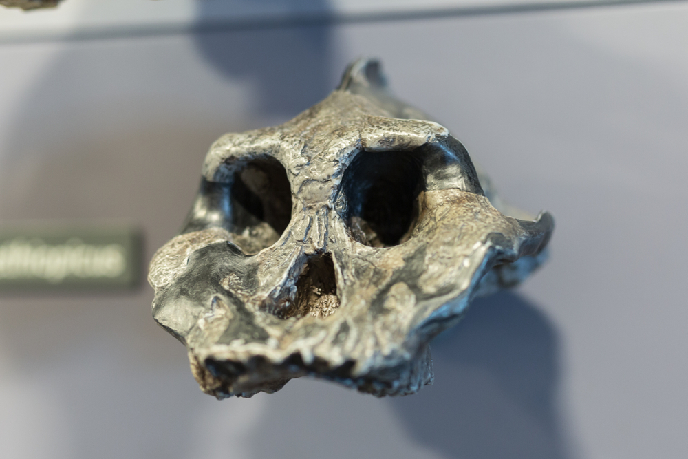 Reconstruction of a Human Skull of Prehistoric Ages.