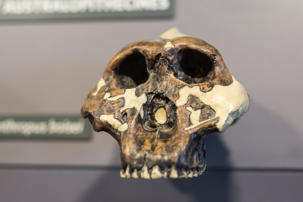 Reconstruction of a Human Skull of Prehistoric Ages.