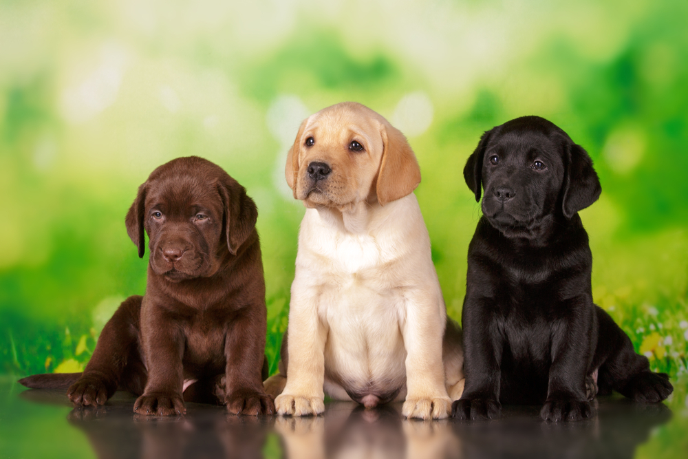 labrador three colour puppies black brown and yellow together