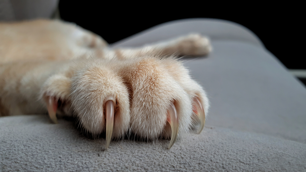 cat's paws with long and sharp claws on fabric sofa