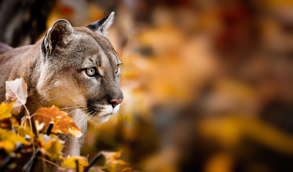 Portrait of Beautiful Puma in autumn forest. American cougar - mountain lion, striking pose, scene in the woods, wildlife America.