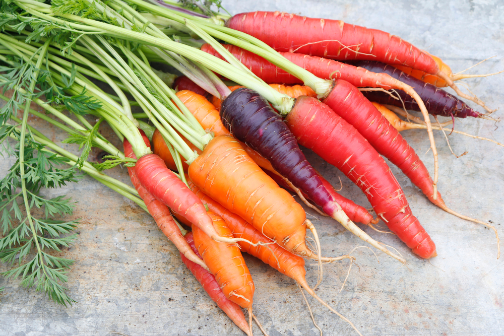 Carrots of different varieties with green tops. A bunch of carrots of different colors on a gray background.