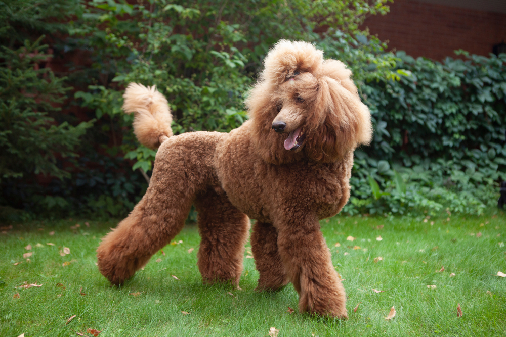 Red royal poodle big dog