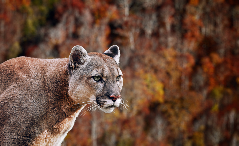 Portrait of Beautiful Puma. Cougar, mountain lion, puma, panther, striking pose, scene in the woods, wildlife America