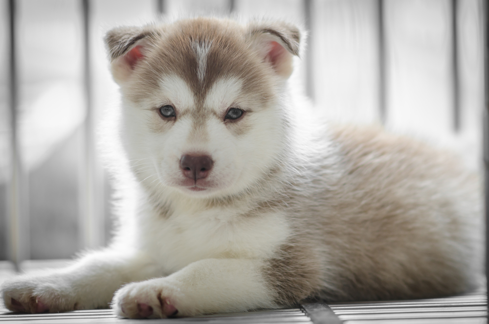 Siberian husky puppy inside a cage