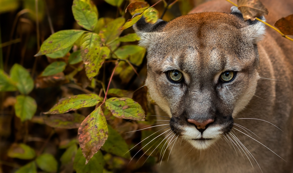 Portrait of Beautiful Puma in autumn forest. American cougar - mountain lion, striking pose, scene in the woods, wildlife America.