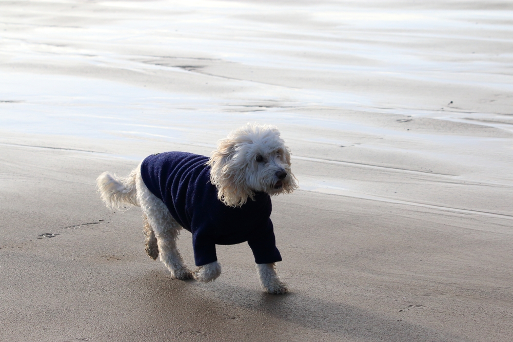 A cute Cockapoo crossbreed dog walking on a sandy beach in west Wales, UK.