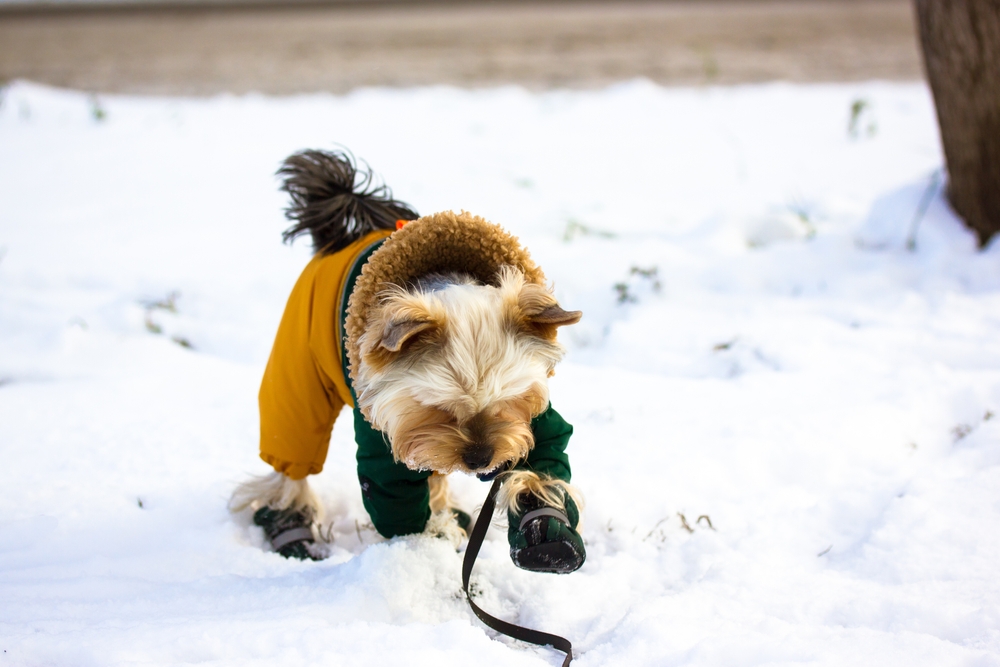 Funny cute Yorkshire Terrier dog in a warm suit, overalls walking in a countryside at cold frosty winter day. Doggie in warm shoes boots playing in the snow. Clothes for lovely pets for walk outdoors.