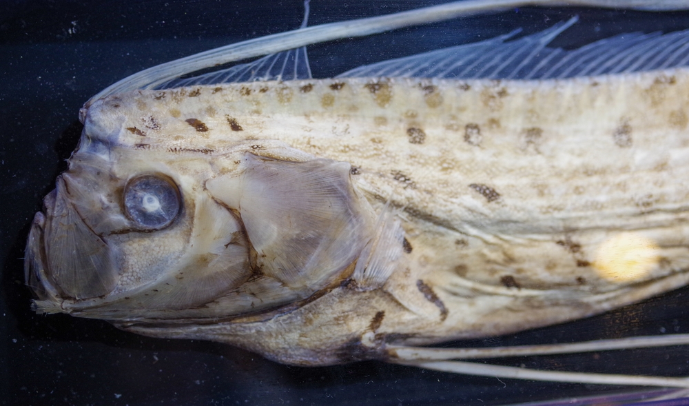 Specimen of oarfish, a deep-sea fish
