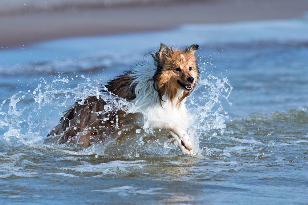 Sable and white herding shetland sheepdog dog swimming in the sea and making water splashes. Water addicted collie, lassie dog playing with splashes in the lake, sea, ocean with blue water