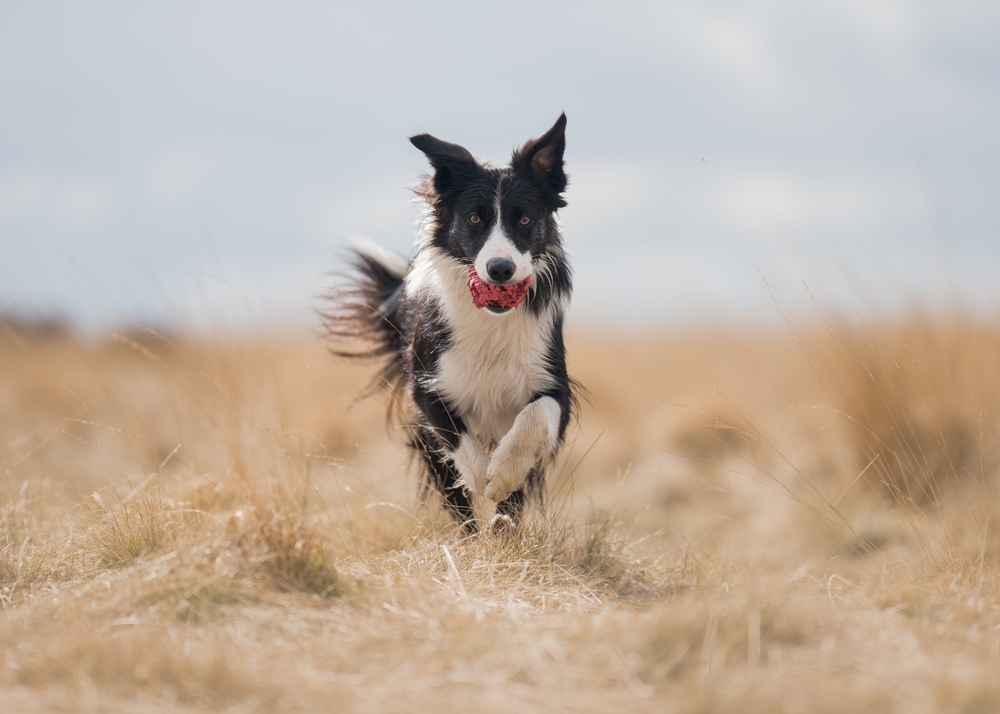 Border Collie Dog Enjoying the Outdoors