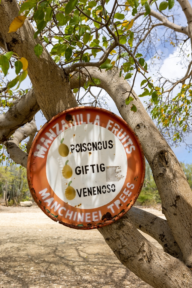 Manchineel trees warning sign at Playa Jeremi on the Caribbean island Curacao

