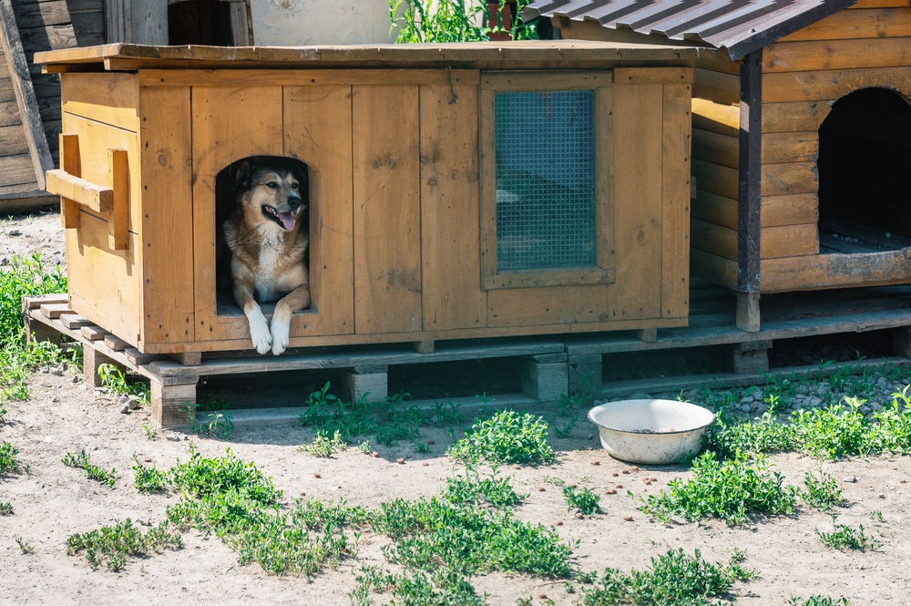 Dog rest in booths at an animal shelter. Dog sitting in a wooden kennel. Waiting for adoption