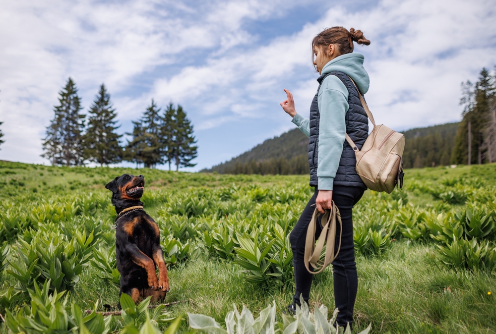 Cheerful attentive strict teenage girl in suit stands and gives commands to her big obedient trained friend dog of Rottweiler breed, on green meadow with mountain vegetation