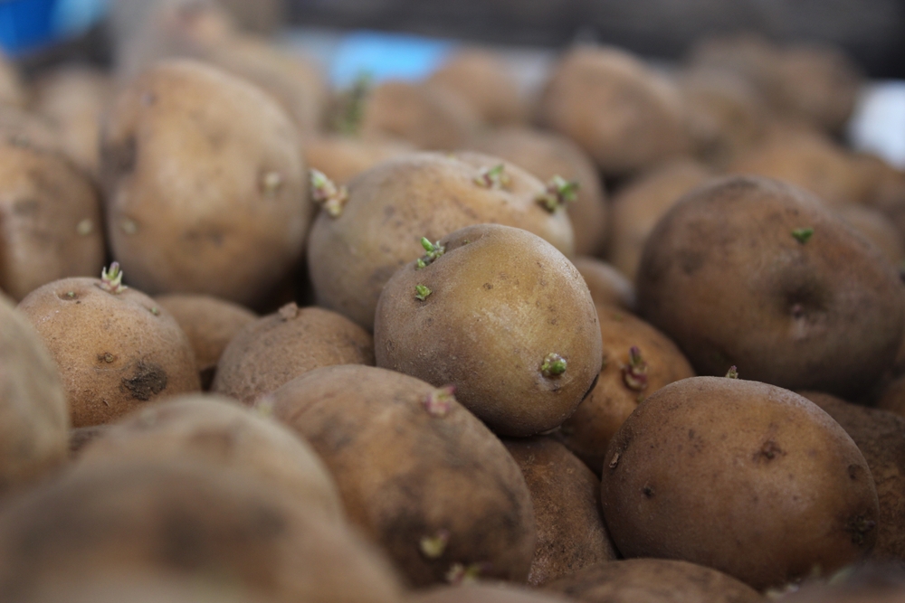 Background of potatoes with sprouted shoots for planting in the garden and harvesting.Seedlings of potato tubers.The concept of agriculture and gardening, growing and caring for vegetables,flat layout