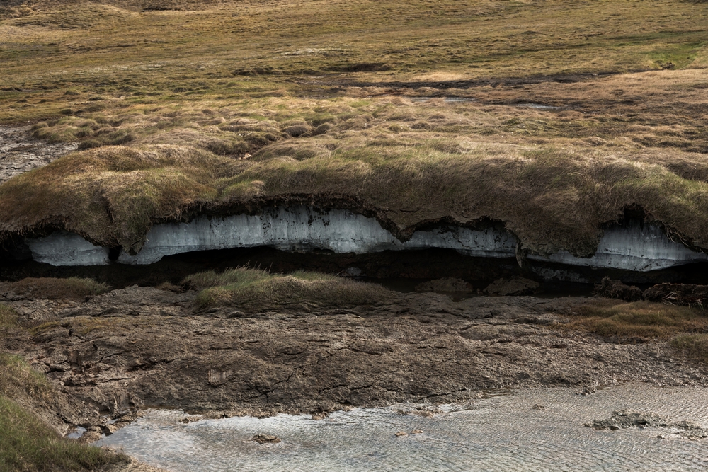 Formation of permafrost under tundra vegetation. Climatic changes in the Arctic zone. Global warming climate change concept. Spitzbergen, Svalbard.