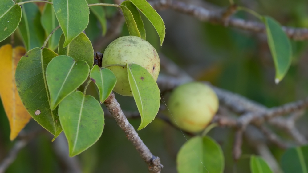 close up of the fruit and leaves of a highly poisonous manchineel tree at manuel antonio national park in costa rica
