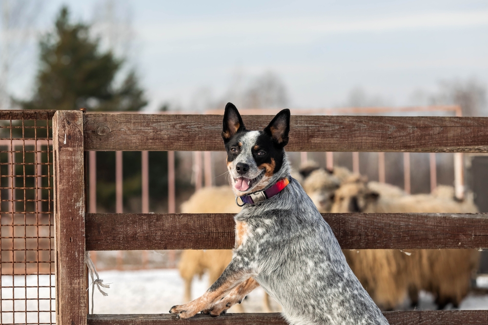 Australian Cattle Dog in action, herding a group of sheep. Dog breed's working ability. Working dog