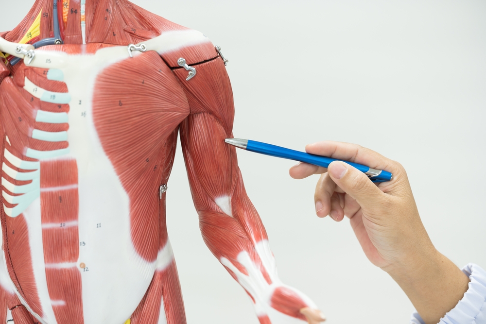 Physiotherapist explaining muscle injury to athlete.Doctor explains the musculoskeletal system to the patient on white background.Medical education concept.
