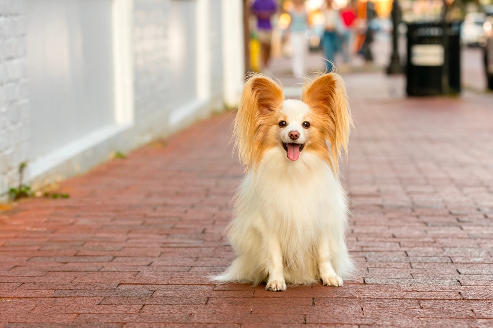 adorable papillon sitting and smiling on red brick sidewalk - orange white rust cute dog on cobblestone city street