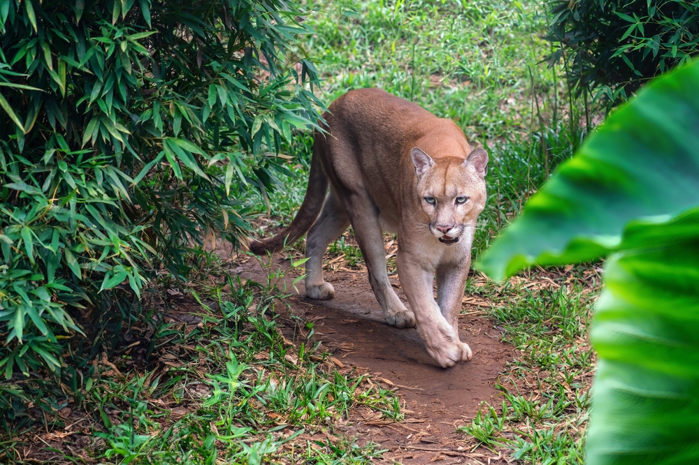 Cougar (Puma concolor) also known as Mountain Lion