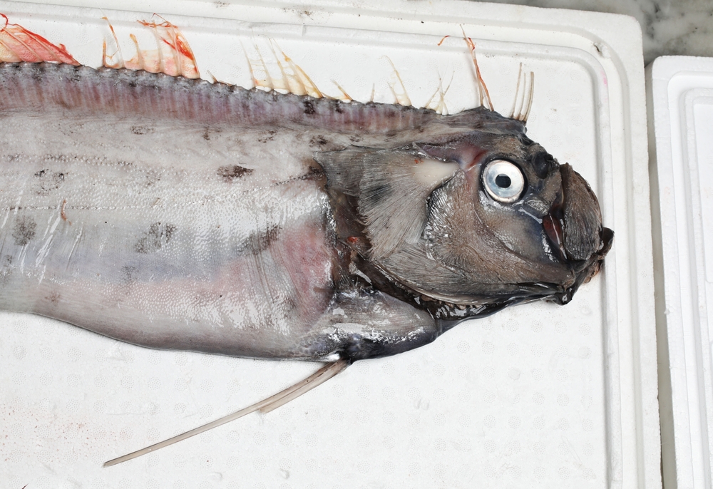 Oarfish (Regalecus russelii) weird deep sea fish from ocean
