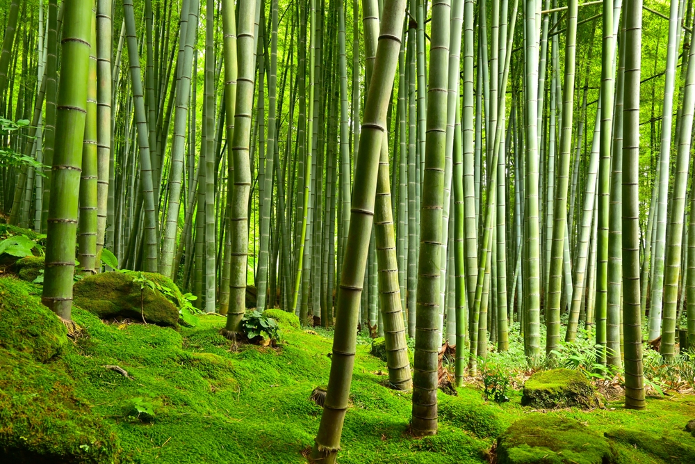 Bamboo forest, bamboo garden, high density, stones and ground covered by moss.