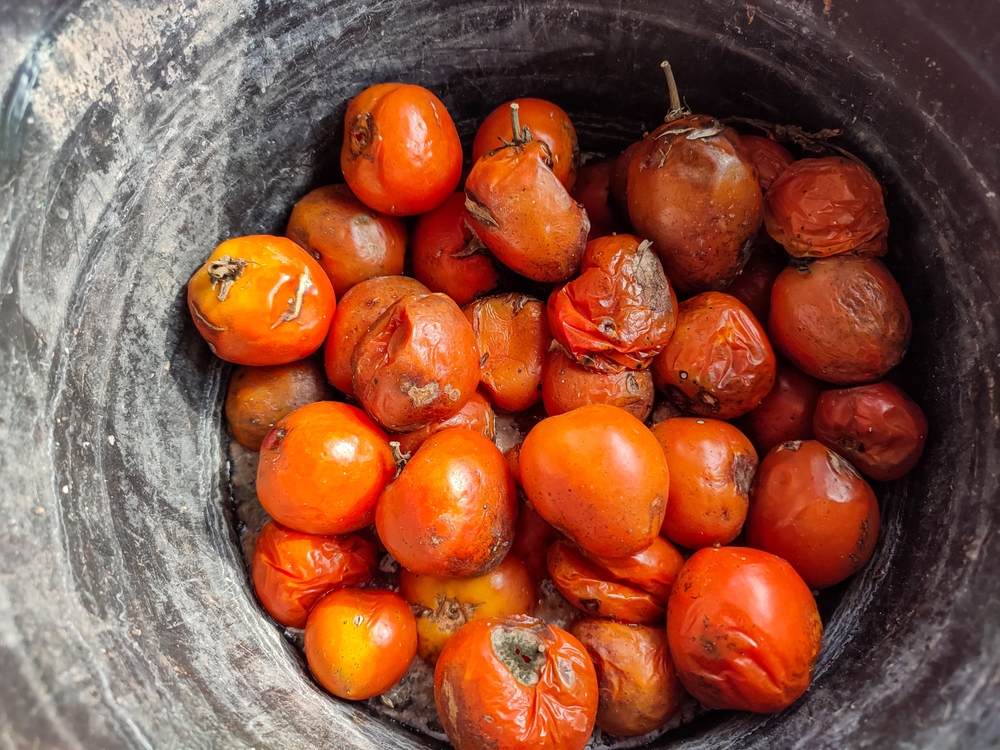 A collection of rotten tomatoes in a black container. Group of rotten tomatoes in a black bucket. spoiled tomatoes in a black bucket. Showcasing decay and waste. Ideal for themes related to food waste