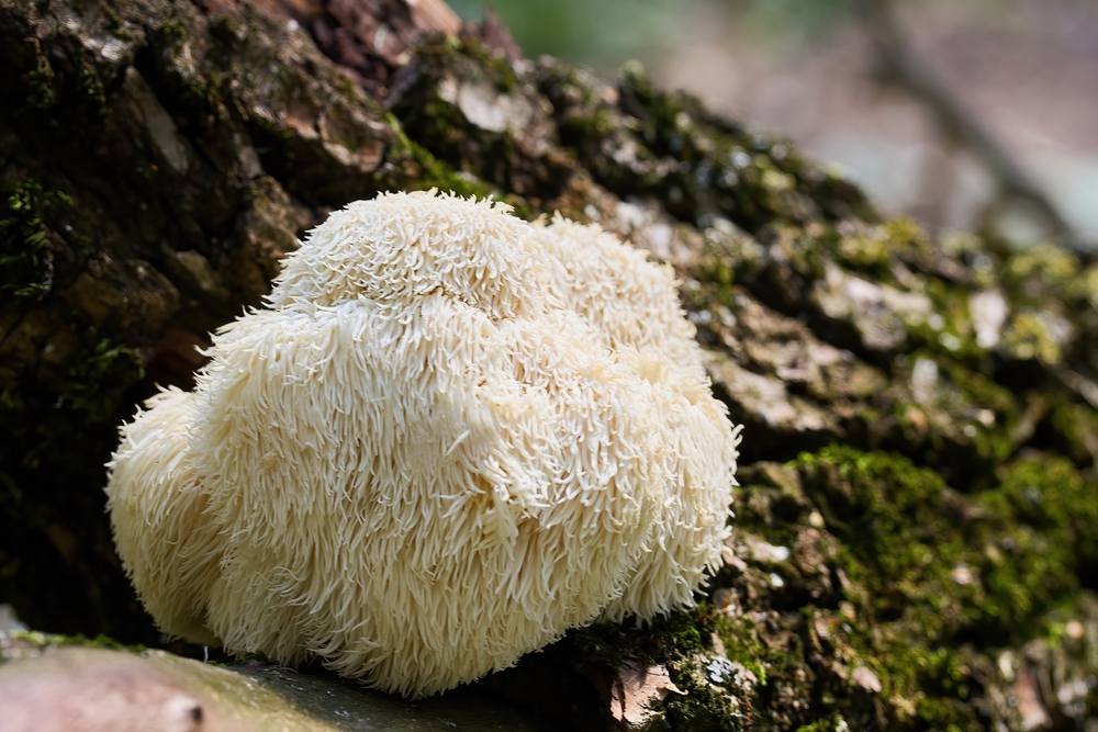 Lion's Mane Mushroom in Forest