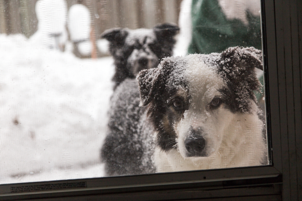 A dog looks in at the camera through the screen door, another dog looks from behind