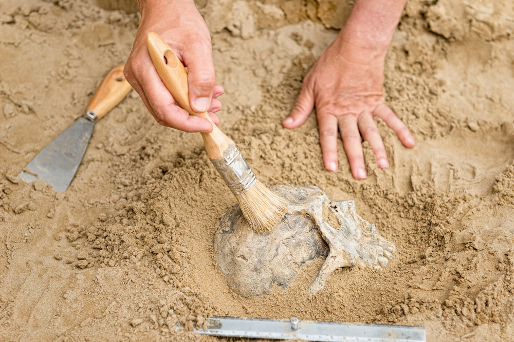 Anthropology - hands of an anthropologist revealing human skull from dirt