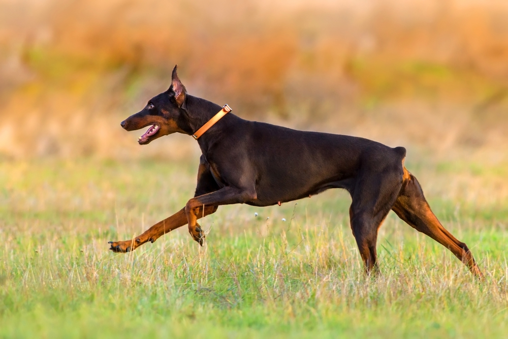 Doberman run fast in autumn field