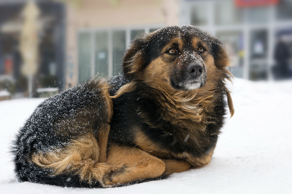 Lonely mix breed dog freezing on the street while snowing