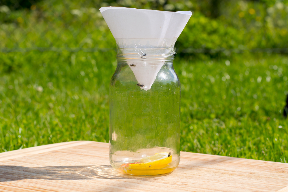 Fruit and small flies trap made out of jar, paper funnel, lemon and sugar inside