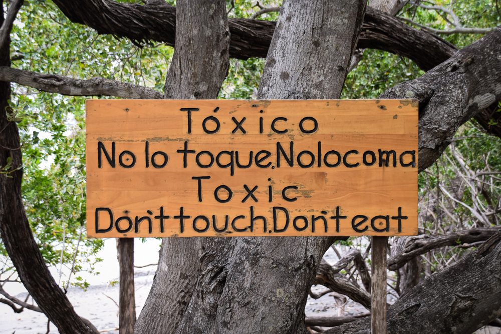 Warning sign of toxic plants and manchineel trees on Playa Matapalo, Guanacaste, Costa Rica November 2016

